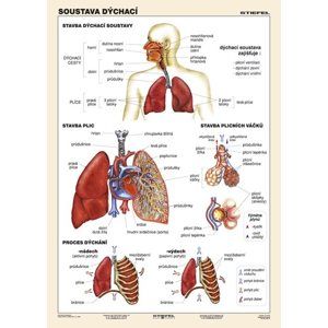 Soustava dýchací - tabulka A4