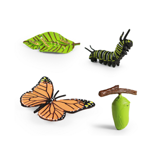 Životní cyklus motýla